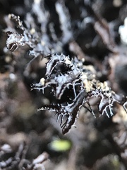 Cetraria nigricans