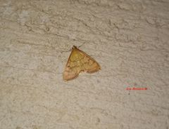 Loxomorpha flavidissimalis