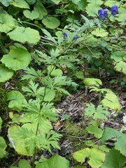 Aconitum degenii