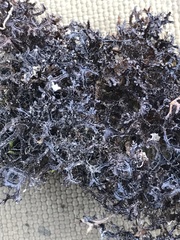 Cetraria nigricans