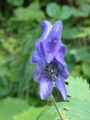 Aconitum degenii