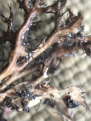 Cetraria nigricans