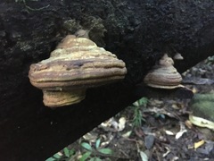 Ganoderma williamsianum