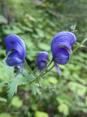 Aconitum degenii