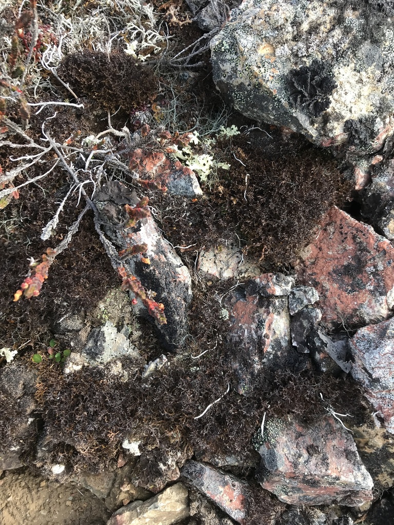 Blackened Iceland Lichen