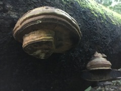 Ganoderma williamsianum