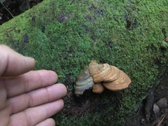 Ganoderma williamsianum