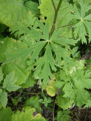Aconitum degenii