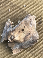 Umbilicaria proboscidea