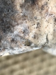 Umbilicaria proboscidea