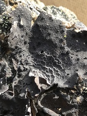 Umbilicaria proboscidea