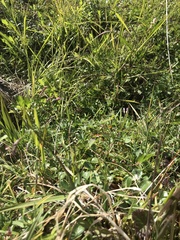 Vahlodea atropurpurea