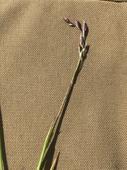 Vahlodea atropurpurea