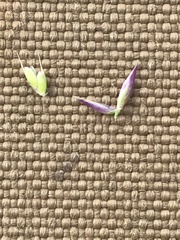 Vahlodea atropurpurea