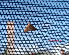 Scybalistodes periculosalis