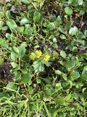 Ranunculus pygmaeus