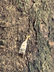 Pyrops watanabei
