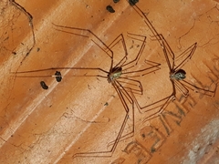 Crossopriza