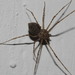 Spitting Spiders and Allies - Photo (c) Juan Cruzado Cortés, some rights reserved (CC BY-SA), uploaded by Juan Cruzado Cortés