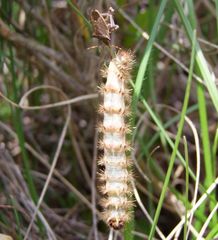 Picromerus nigridens