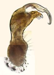 Polydesmus inconstans