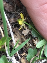 Ranunculus pygmaeus