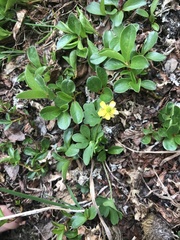 Ranunculus pygmaeus