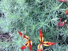 Lotus berthelotii