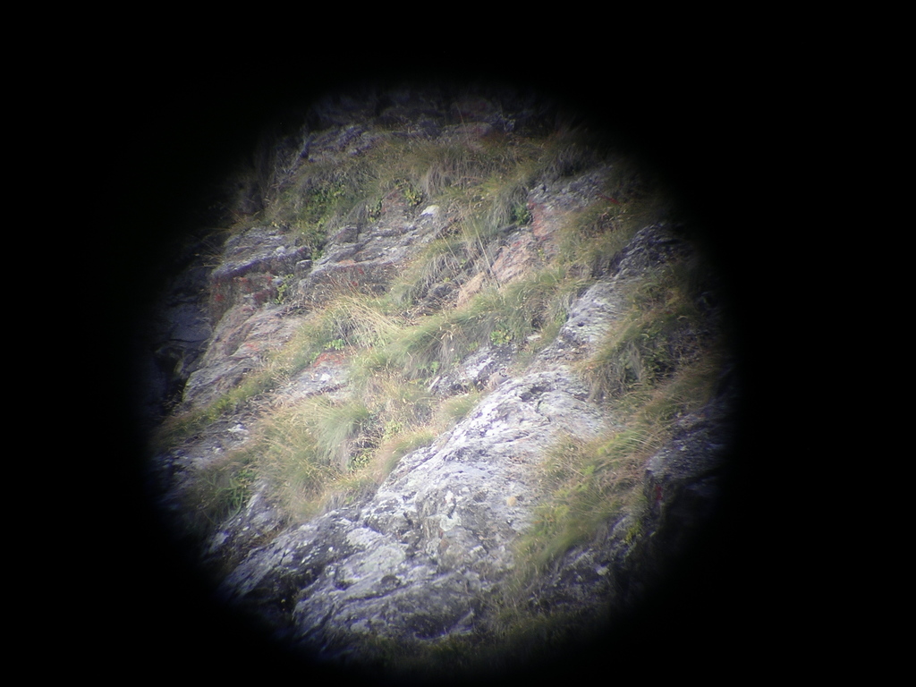 Rock Partridge (Alpine subspecies)