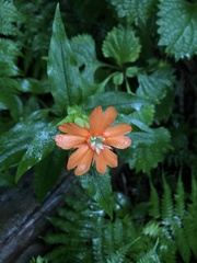 Silene fulgens