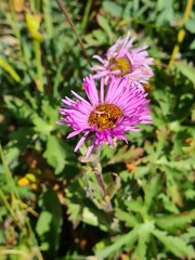 Erigeron caucasicus venustus