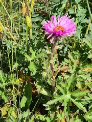 Erigeron caucasicus venustus