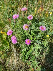Erigeron caucasicus venustus