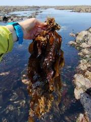 Pseudolessonia laminarioides