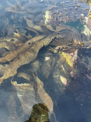 Pseudolessonia laminarioides