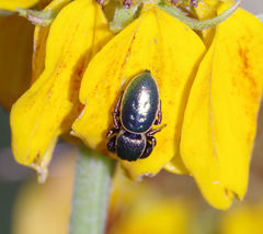 Sassacus papenhoei