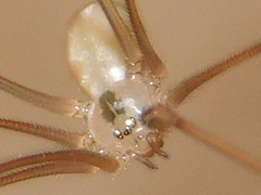 Pholcus ponticus