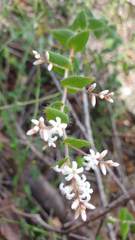 Leucopogon amplexicaulis