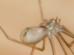 Pholcus ponticus