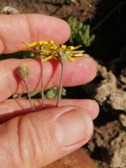 Crassothonna capensis