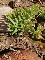 Crassothonna capensis