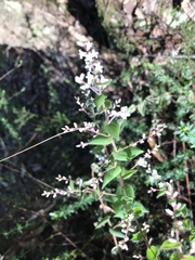 Leucopogon amplexicaulis