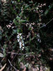 Leucopogon amplexicaulis