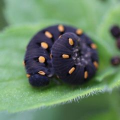 Tenthredo marginella