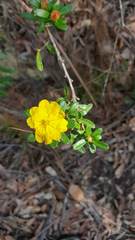 Hibbertia bracteata