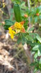 Hibbertia bracteata