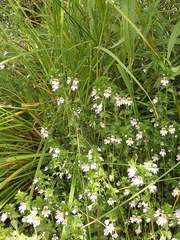 Euphrasia maximowiczii