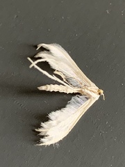 Pterophorus pentadactyla