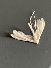 Pterophorus pentadactyla