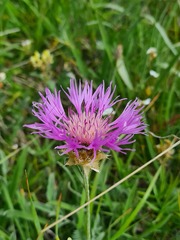 Psephellus caucasicus